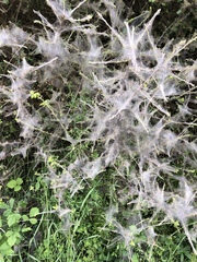 Euproctis chrysorrhoea