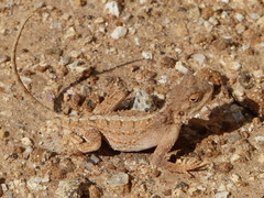 Agama armata