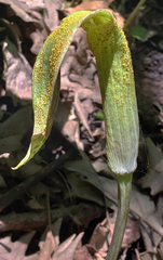 Uromyces ari-triphylli