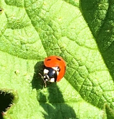 Coccinella septempunctata