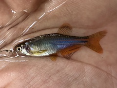 Pearl Danio photo 4