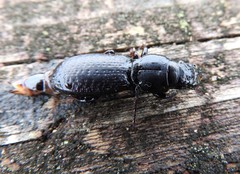Mecodema crenaticolle