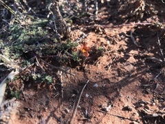 Jamesbrittenia aurantiaca