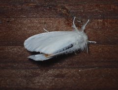 Euproctis melanosoma