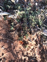 Jamesbrittenia aurantiaca