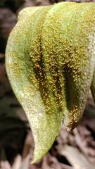 Uromyces ari-triphylli