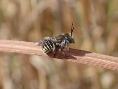 Pseudoanthidium repetitum