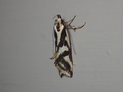 Epithymema incomposita