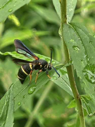 Dusky Clearwing Moth photo 4