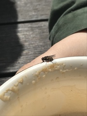 Diptera