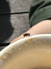 Diptera