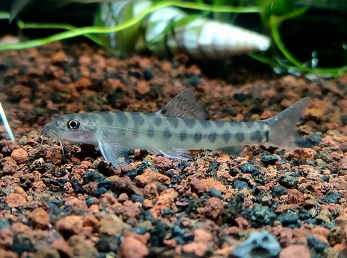 Barred loach (Nemacheilus fasciatus) — Nemacheilidae