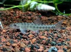 Barred Loach photo 2