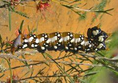 Psalidostetha banksiae