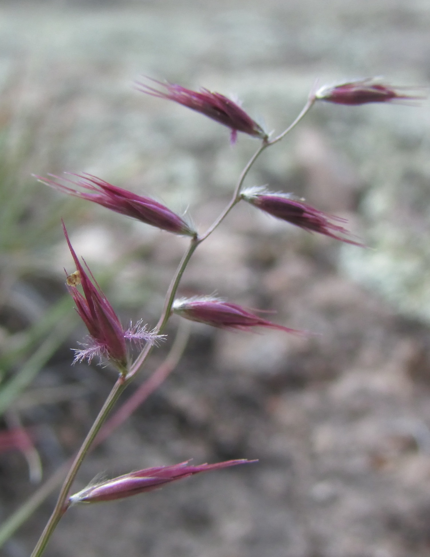 Bouteloua polymorpha