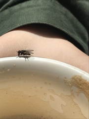 Diptera