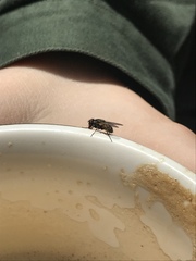 Diptera