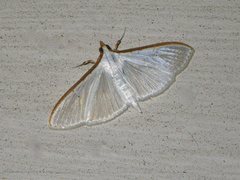 Palpita austrounionalis