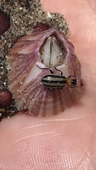 Acalymma trivittatum