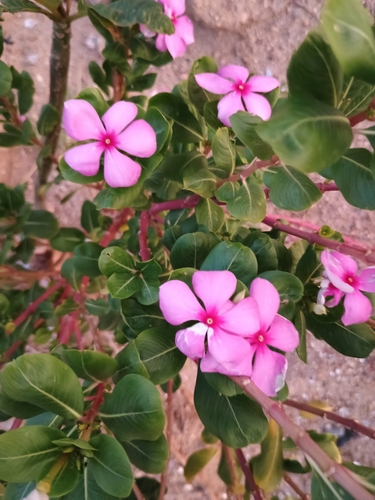 Madagascar Periwinkle