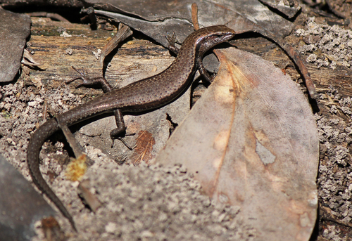 Southern Forest Coolskink