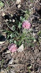 Trifolium macrocephalum