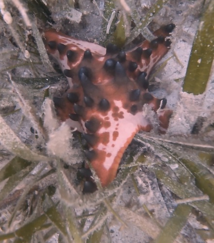 Chocolate Chip Sea Star (Protoreaster nodosus)