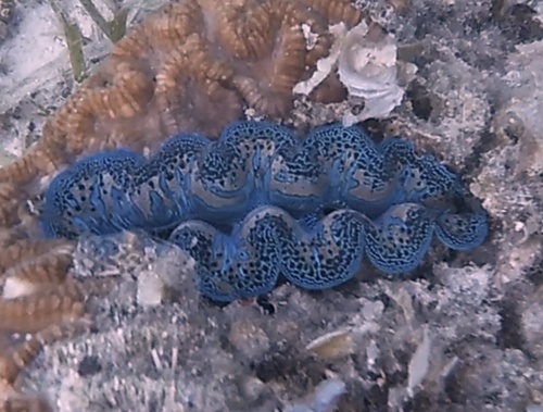 Boring Giant Clam — seen at this dive site