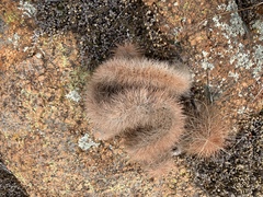 Echinocereus reichenbachii baileyi