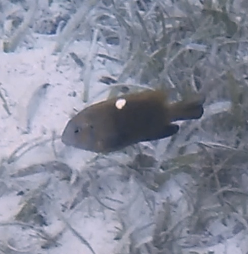 Whitepatch Damsel — seen at this dive site