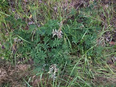 Lupinus oreganus