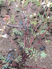 Astragalus tenellus