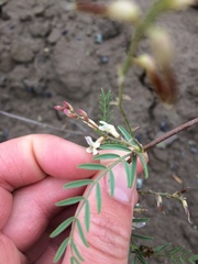 Astragalus tenellus
