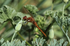 Sympetrum madidum