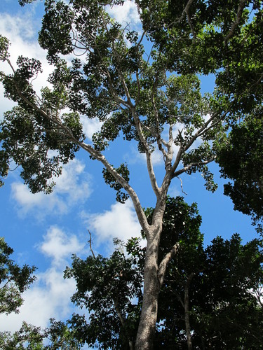 Image of Black Poisonwood (Metopium brownei) by (c) Christine Loew, some rights reserved (CC BY)