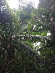 Dypsis psammophila