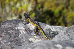 Pseudocordylus microlepidotus microlepidotus