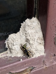 Ancistrocerus waldenii