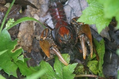Procambarus gracilis
