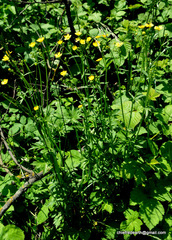 Ranunculus