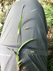 Carex laxiculmis
