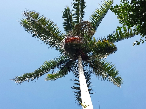 Redneck palm (Dypsis lastelliana)