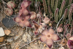 Stapelia hirsuta