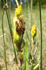 Euphydryas editha taylori