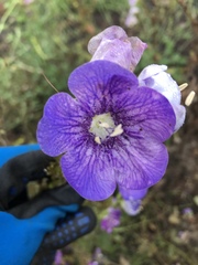 Phacelia grandiflora