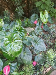 Anthurium andraeanum