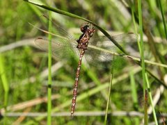 Archaeosynthemis orientalis