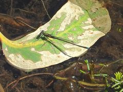 Austrocnemis splendida