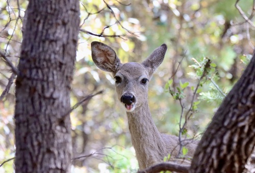 Coues' White-tailed Deer