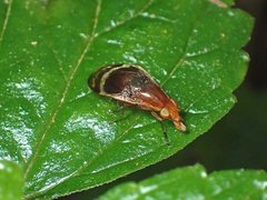 Depressa striatipennis